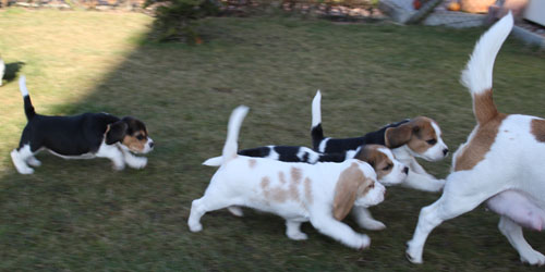 Beaglewelpen folgen ihrer Mutter